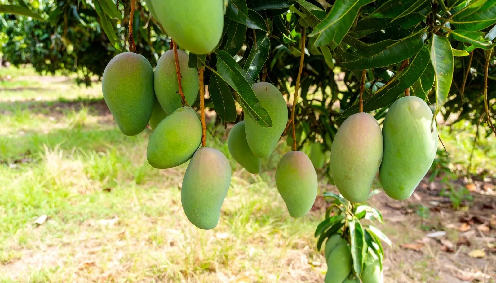 Has the Centre Approved Market Intervention Price for Andhra Pradesh's Totapuri Mangoes?