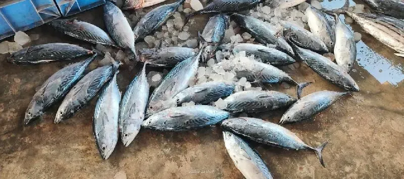 Government Sanctions ₹59 Crore Initiative for Tuna Fish Export from Andaman