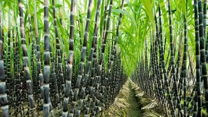 Is the Centre Increasing Fair Price for Sugarcane to Rs 355 a Quintal?