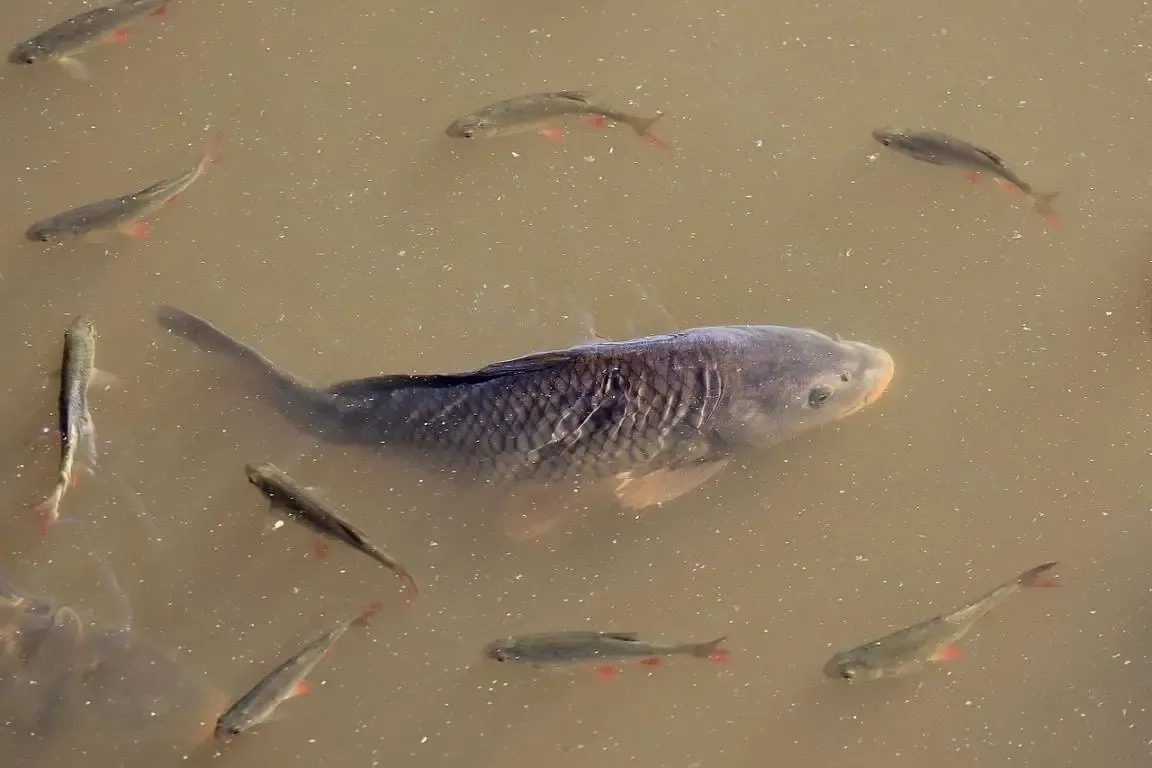 Will the Centre's New Aquaparks Transform Fish Production in the Northeast?