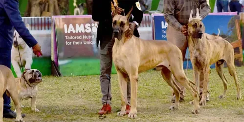 Is Chennai Corporation Launching a Mass Vaccination Drive for Stray Dogs Starting July?