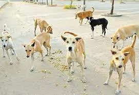 Is Chennai Corporation Ready to Revive Vaccination and Sterilization Initiatives for Stray Dogs After Five Years?