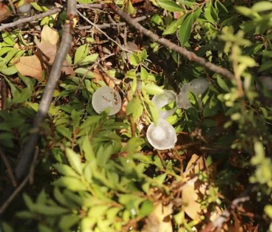 Could Climate Change Increase Hailstorm Risks for Major Australian Cities?