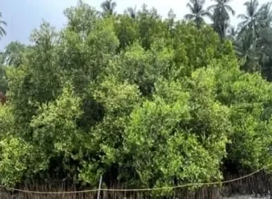 CMFRI Conducts Marine Biodiversity Training and Sapling Distribution