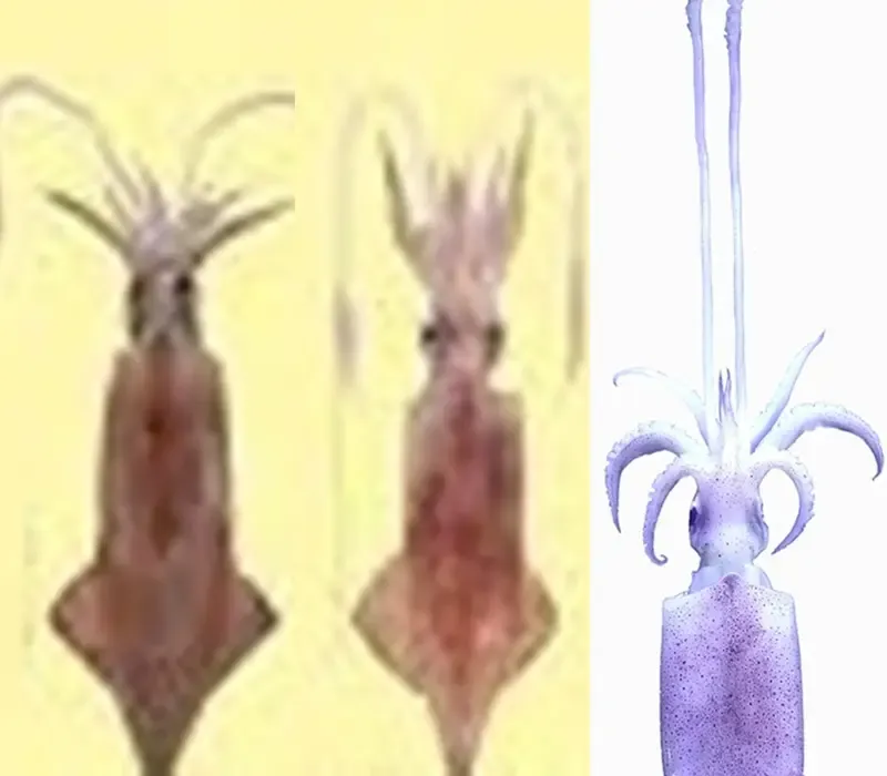 CMFRI Discovers Genetic Links Between Indian Squid and Humans