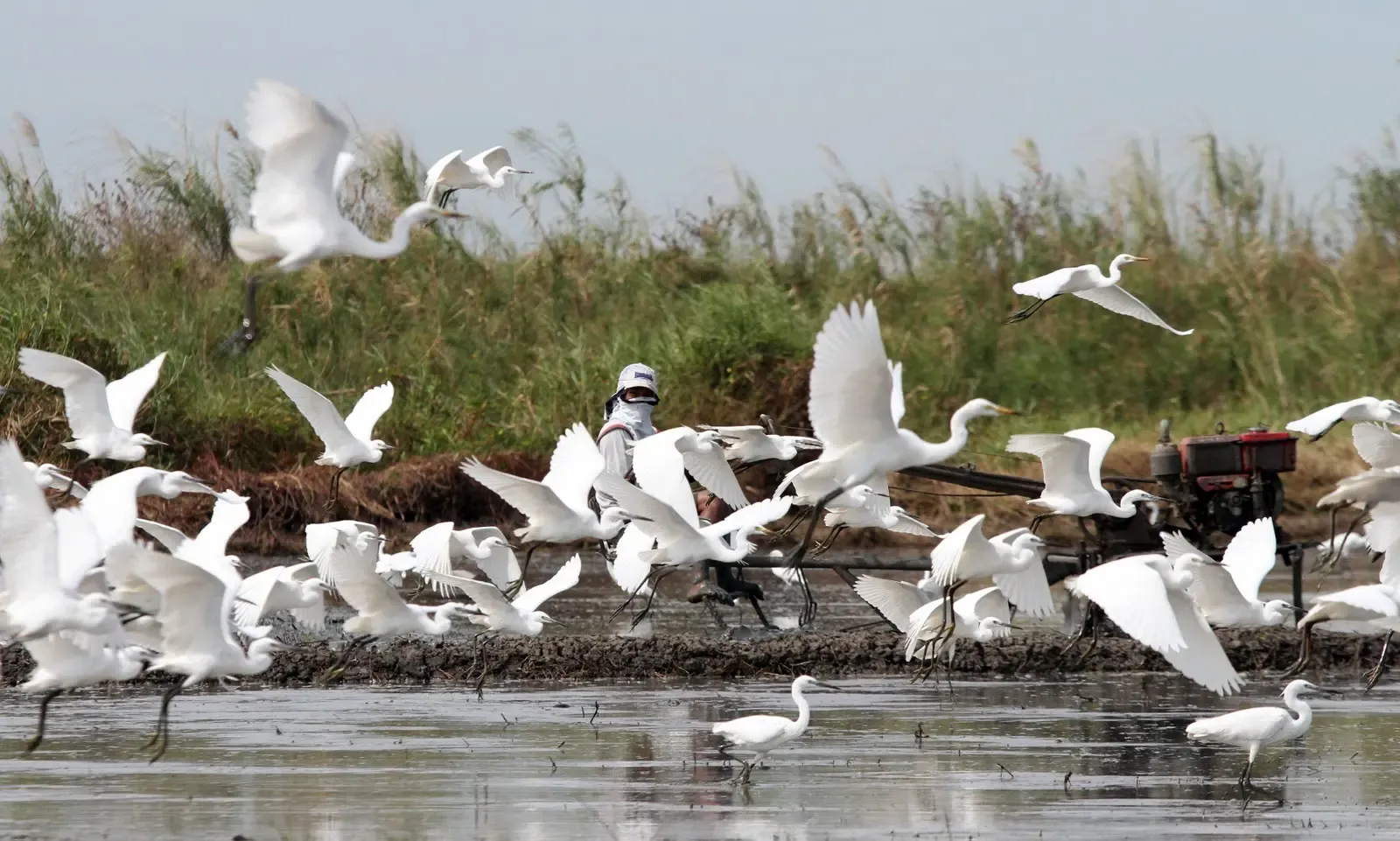 Community-driven conservation crucial for the survival of migratory species: UN findings