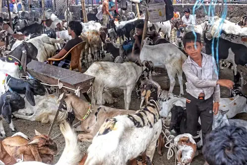 Conclave on Livestock Development in Meghalaya Set for January 23
