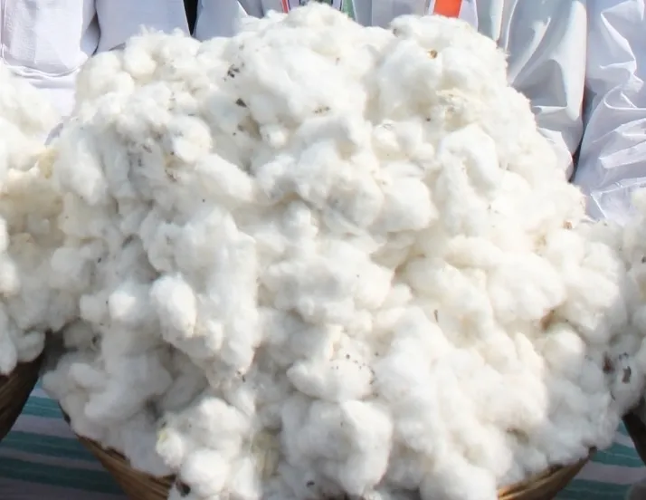 Has Cotton Cultivation in Punjab Surged by 20 Percent?