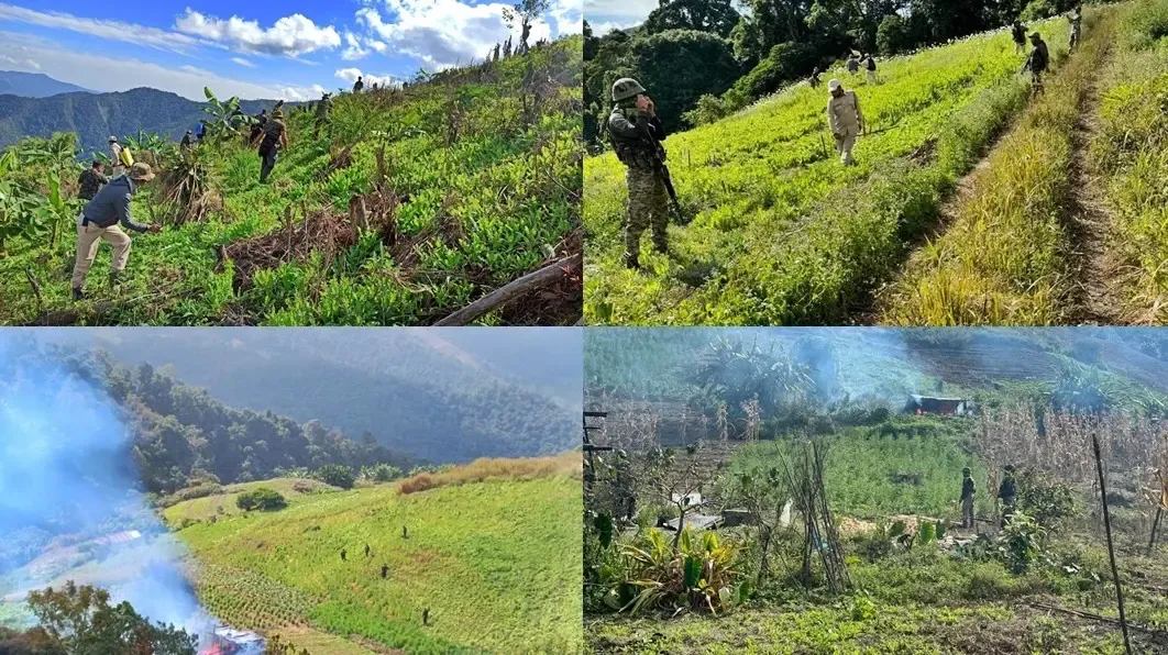 Assam Rifles Intensifies Efforts Against Illegal Poppy Cultivation in Manipur: 6,228 Acres Destroyed Over 5 Years
