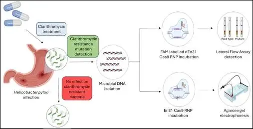 CRISPR-Enhanced Diagnostic Tool for Identifying H. pylori, the Bacteria Linked to Ulcers and Gastric Cancer