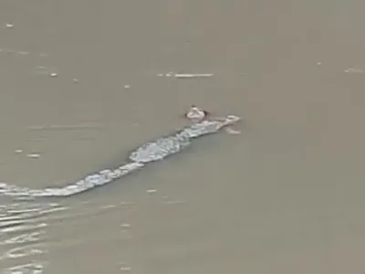 What Happened in Madhya Pradesh? Woman Killed by Crocodile