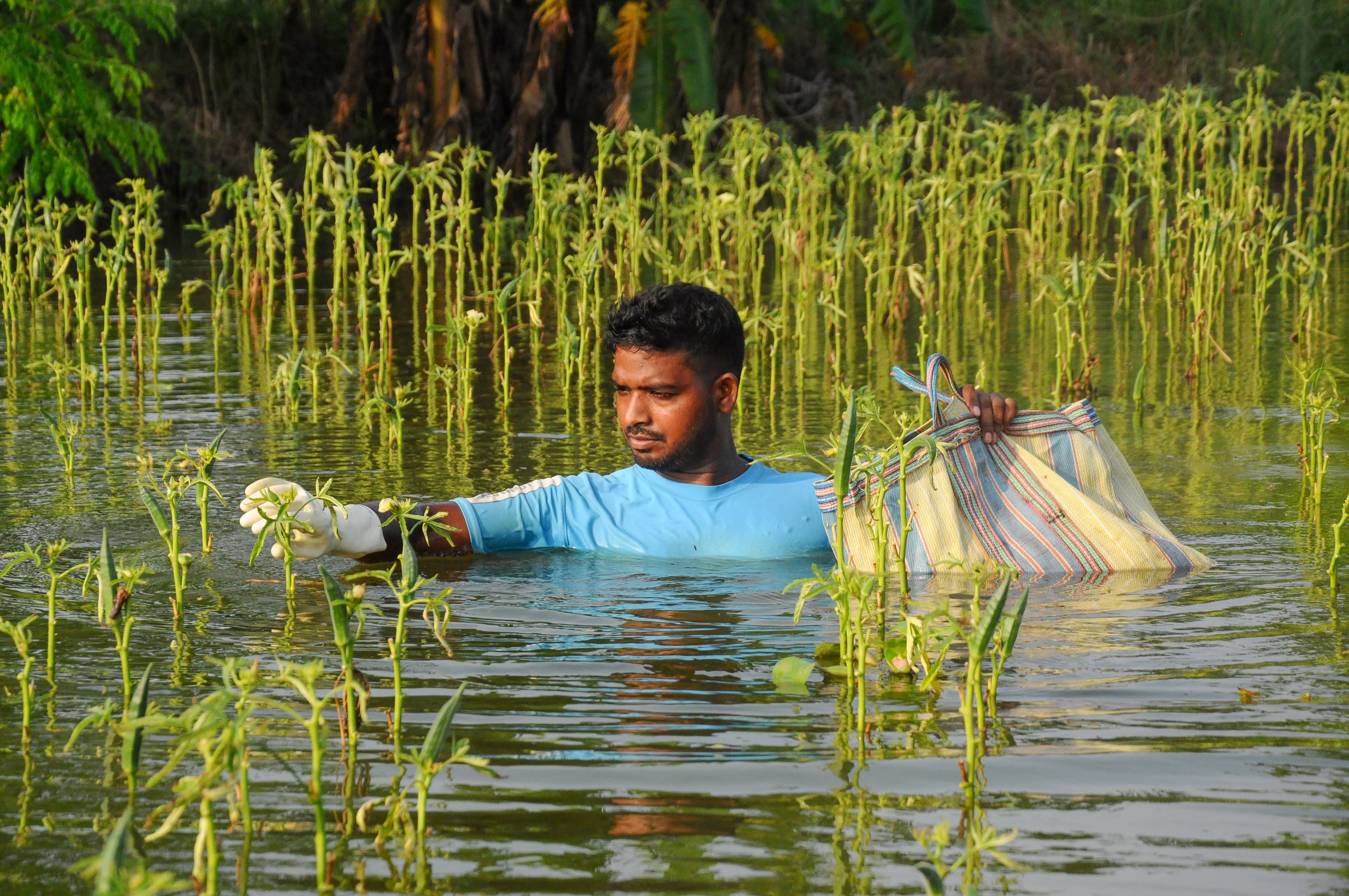How Have Heavy Rains Affected Vegetable Prices in Bengal Cities?