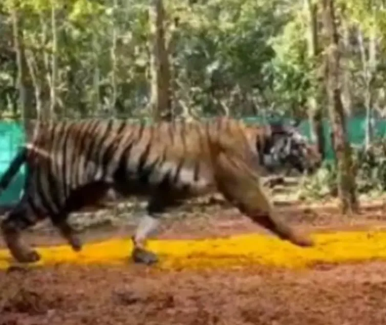 Tigress 'Zeenat' Causes Curfew-Like Conditions in Chakulia, Jharkhand