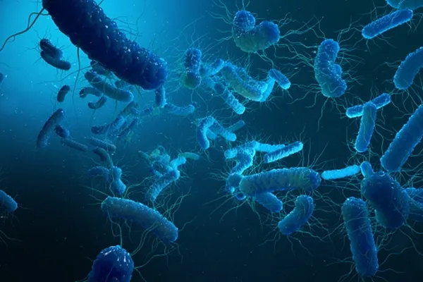 What Dangerous Antibiotic-Resistant Bacteria Were Discovered in the Red Sea and Mediterranean?