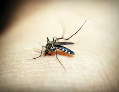 Delhi Records Its First Case of Japanese Encephalitis in 13 Years: Essential Information on This Viral Brain Infection