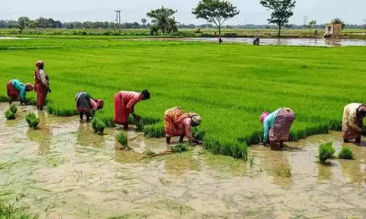 Farmers in Tamil Nadu Delta Shift to Summer Paddy Cultivation as Interim Crop
