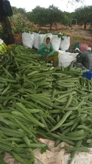 क्या तोरई डायबिटीज और त्वचा रोगों का समाधान है?