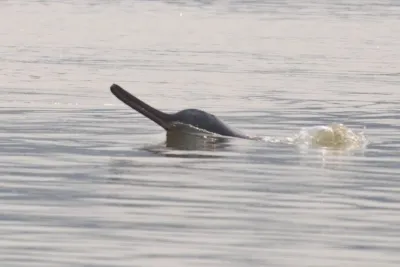 Dolphins Discover Refuge Along Gujarat's Shores; 680 Observed in Recent Survey