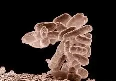 Outbreak of Shiga Toxin-Producing E. coli Affects 53 Individuals in Latvia