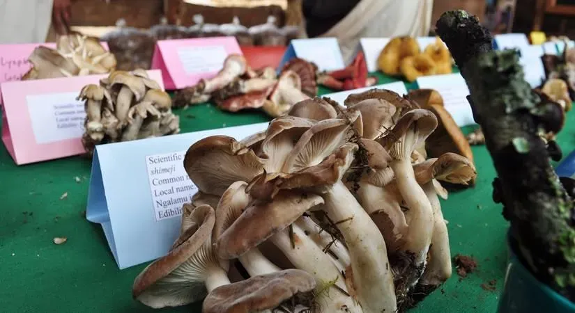 Consuming 5 Mushrooms Daily May Aid in Preventing Heart Disease and Cancer
