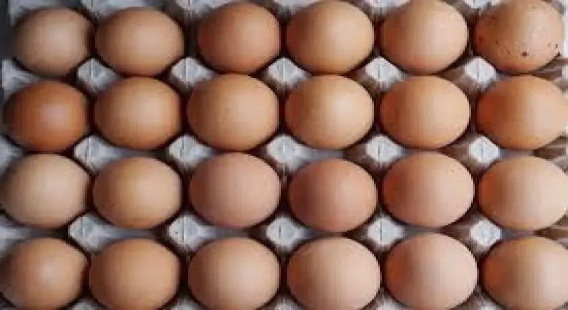 US Egg Prices Reach All-Time High Amid Bird Flu Crisis
