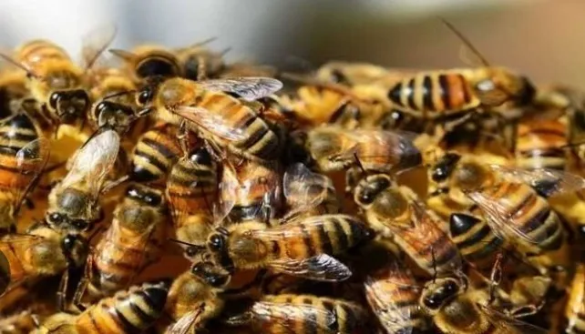 What Caused the Tragic Bee Attack That Led to an Elderly Man's Death in MP Village?