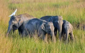 What Happened in Shahdol District as Elephants Trample Two to Death?