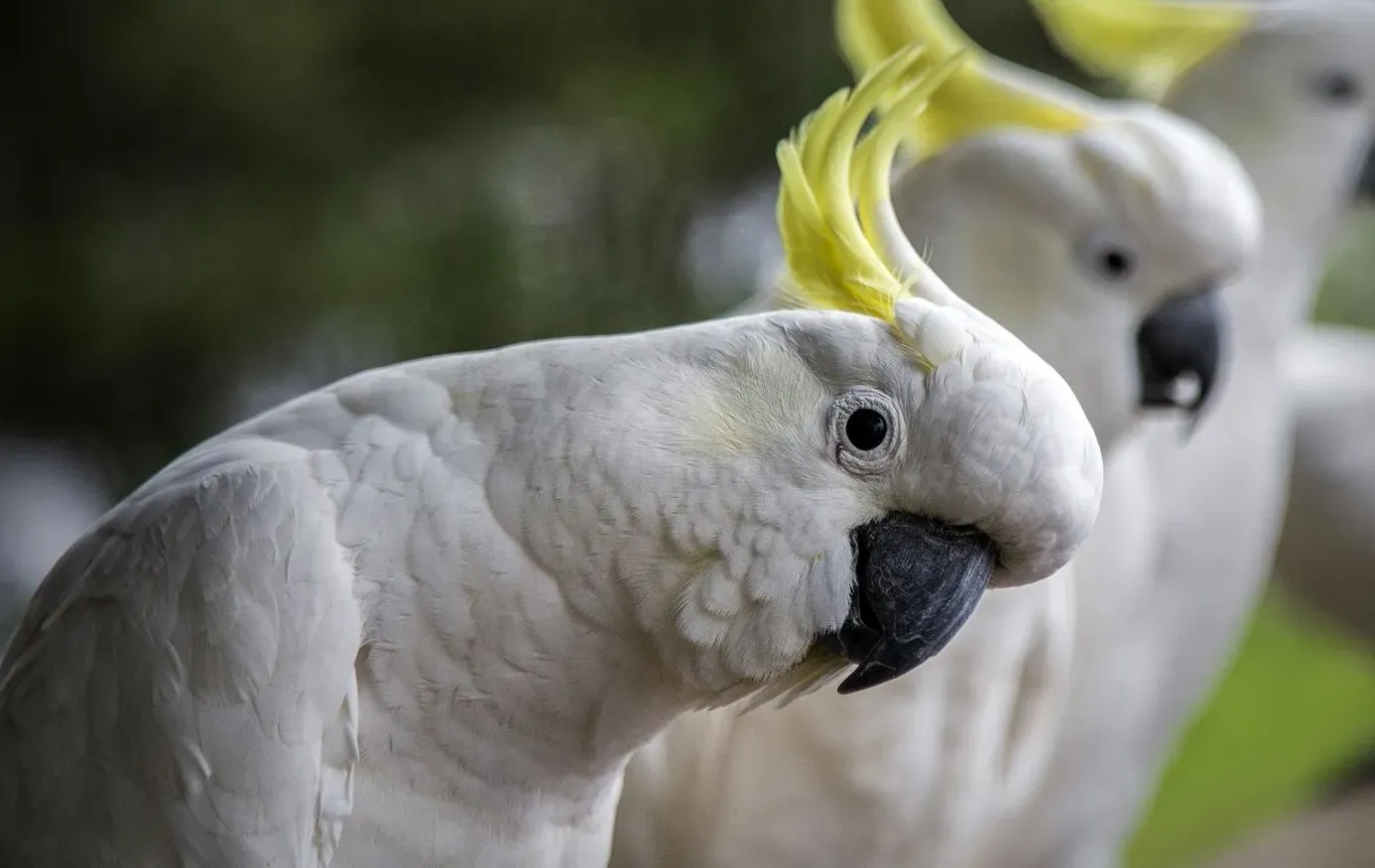 Australian Endangered Cockatoo Ranks Among the Longest-Lived Birds Globally