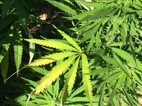 Why was a farmer arrested for cultivating marijuana in Gujarat?