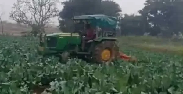Jharkhand Farmers Forced to Wreck Abundant Vegetable Harvest Due to Falling Prices