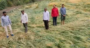 Farmers Advised to Complete Crop Harvesting in 3 Days as MP Prepares for Severe Weather