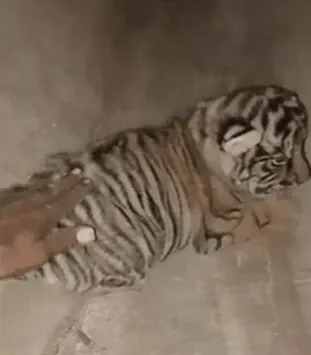 What Happened When a Man Approached Tiger Cubs at Ranthambore National Park?
