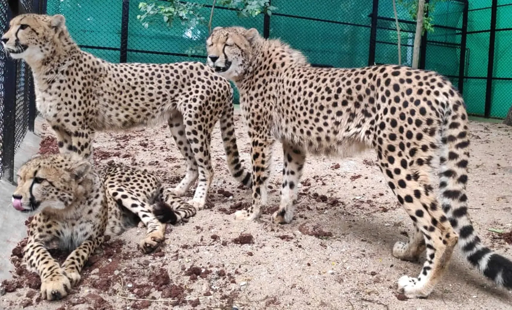 Arrival of First Four Cheetahs from Botswana to India in May
