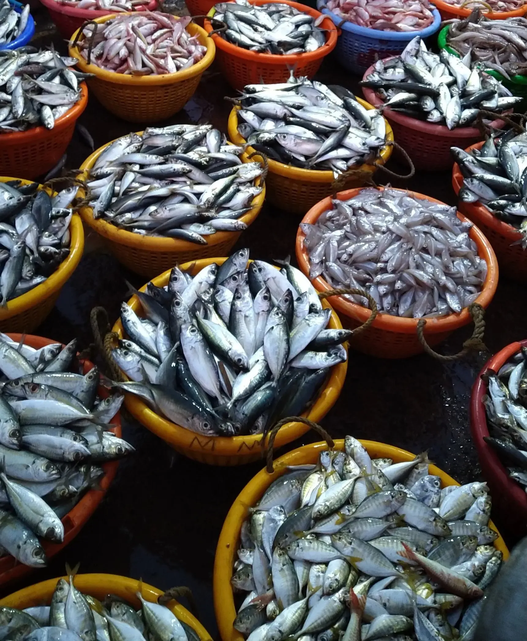 Surge in Fish Prices as Tamil Nadu Enforces 61-Day Fishing Ban