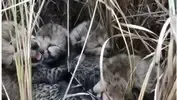 Have Five Cheetah Cubs Been Born in MP's Kuno National Park?