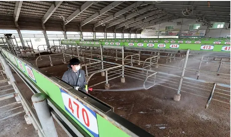 South Korea Sees Increase in Foot-and-Mouth Disease Cases to Eight