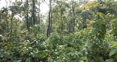 CAG Report Exposes Misuse of Forest Funds in Uttarakhand