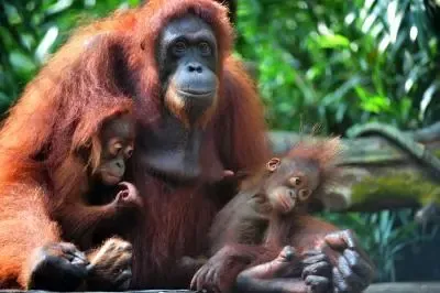 Four Orangutans Released into Their Natural Habitat in East Kalimantan, Indonesia