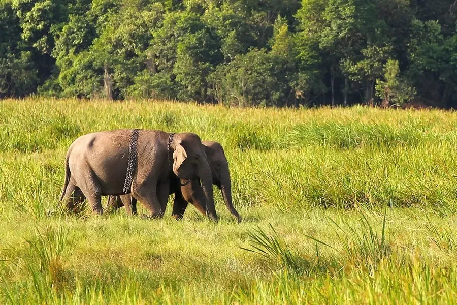 Genetic Analysis Reveals 51 Rare Asian Elephants in Cambodia's Northern Plains