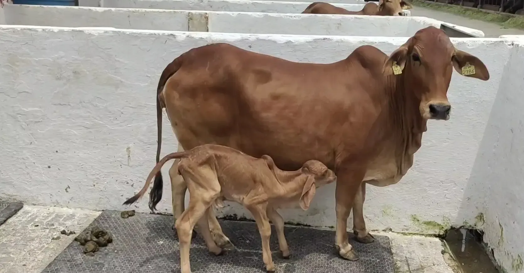 क्या हरियाणा के करनाल स्थित राष्ट्रीय डेयरी अनुसंधान संस्थान ने पशु प्रजनन में एक नई उपलब्धि हासिल की?
