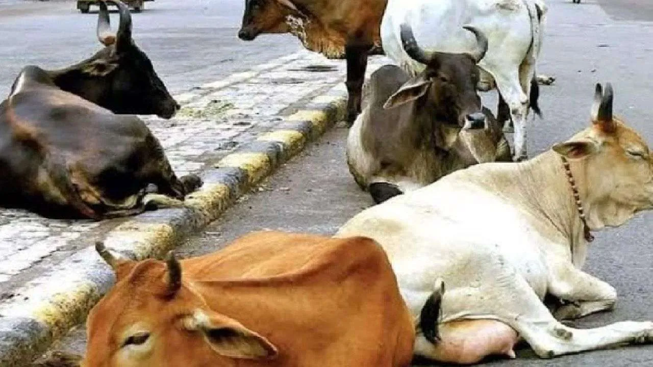 How is Ahmedabad Repurposing 2,000 kg of Cattle Waste Daily?