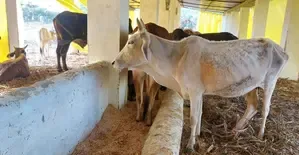 Gujarat Takes Action Against Unauthorized Cattle Owners in Vadodara