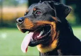 What Happened When a Rottweiler Mauled a Four-Month-Old Infant in Ahmedabad?