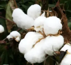 Gujarat Government Launches Cotton Procurement at Support Price, Registration Open until March 15