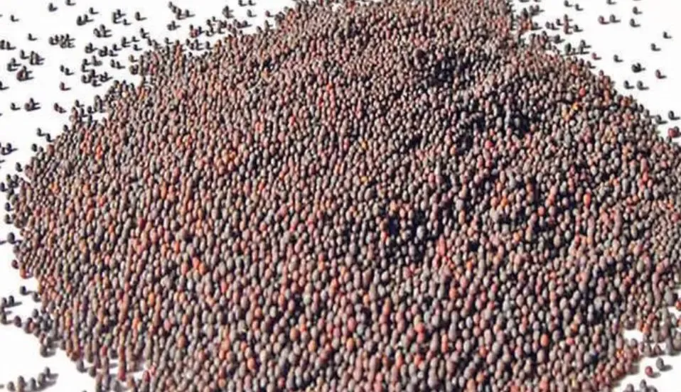 Gujarat Government to Commence Chana and Mustard Procurement at MSP on April 21
