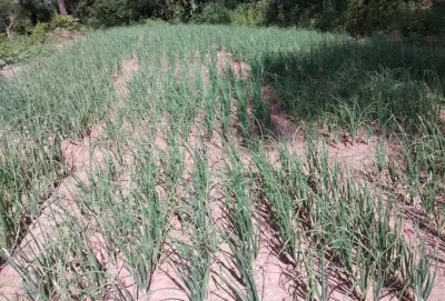 How is Kharif Sowing Progressing in Gujarat?