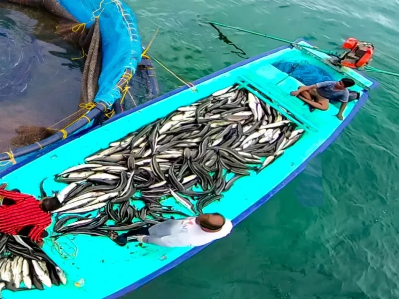 How is Gujarat Securing Its Position as the 2nd Largest Marine Fish Producer?