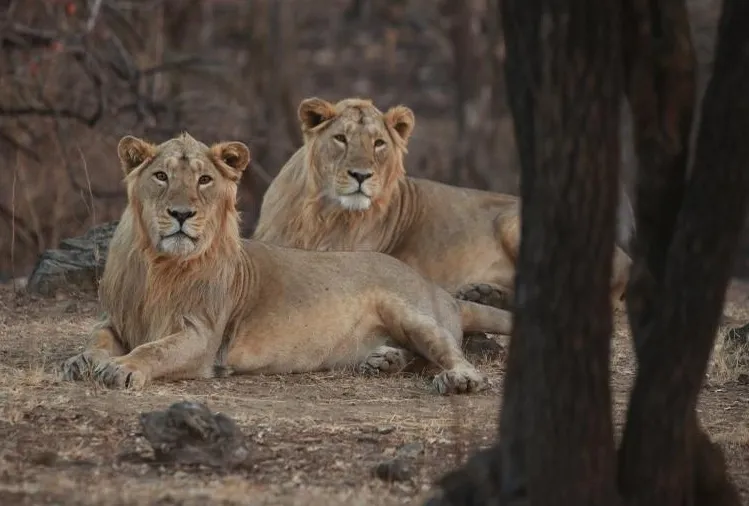 Gujarat to Launch Comprehensive Lion Census in May