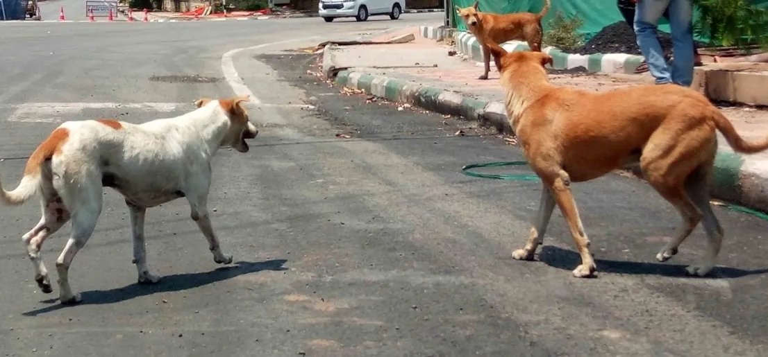 What’s Behind Gujarat’s Stray Dog Menace? Two Fatal Attacks in Surat and Surendranagar