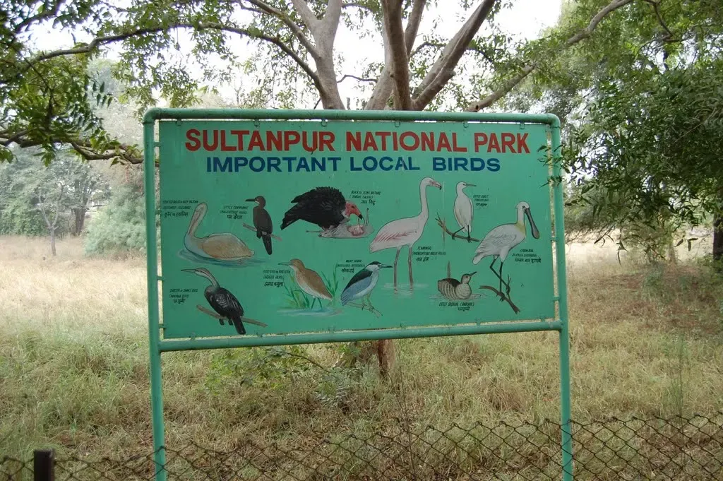 Gurugram: Wildlife Department to Issue Notices for Illegal Constructions Near Sultanpur Bird Sanctuary